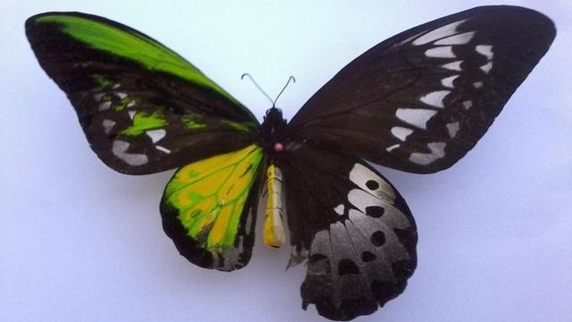 Unid Birdwing gynandromorph (tumblr) (Internet Image property of respective owner, non-commercial use only)